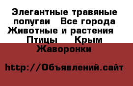 Элегантные травяные попугаи - Все города Животные и растения » Птицы   . Крым,Жаворонки